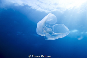 Comb Jelly while doing a safety stop in Socorro Island, M... by Owen Palmer 